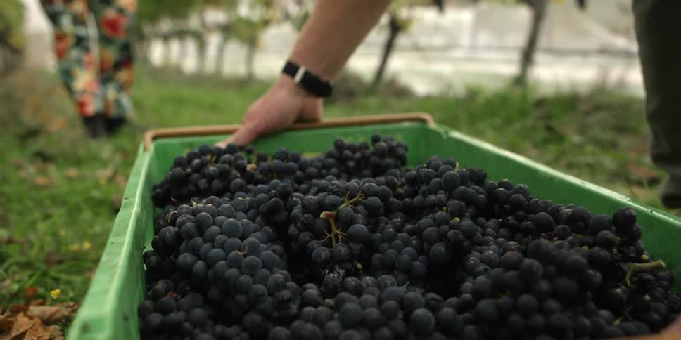 Person picking up a green crate of purple grapes