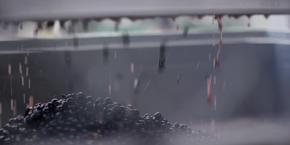 Grapes being dropped through machine