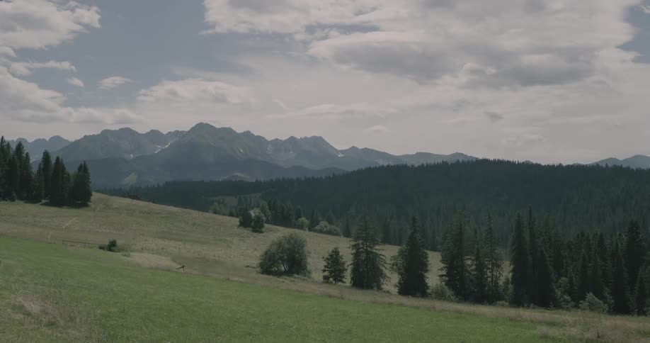Pine trees grow on the side of a hill in front of a large mountain range