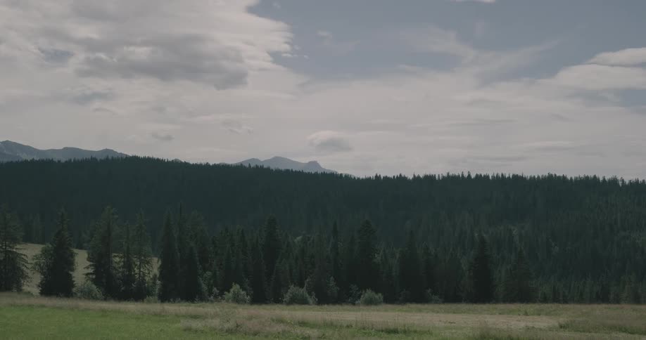 Forest trees on a hill and ridge above a grassy plain