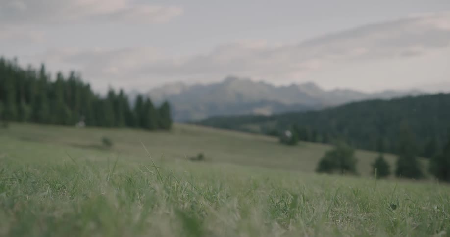 A view of a grassland and fir forest