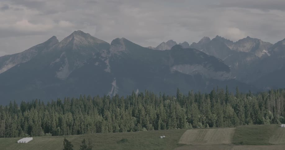 Trees are covering the mountains