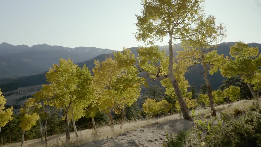 A sun shinetrough tree branch