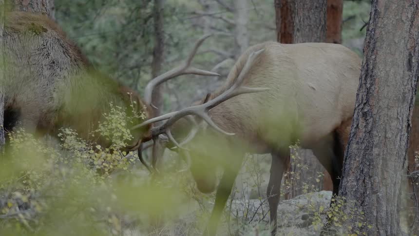 Antelopes battle in the wild