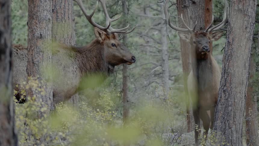 Two elk stand in the trees looking around
