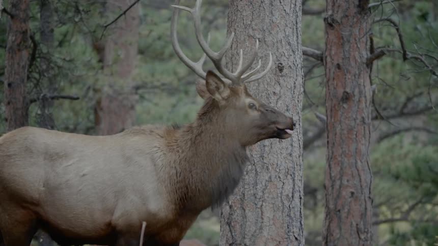 An elk licks its lips while looking around in a forest