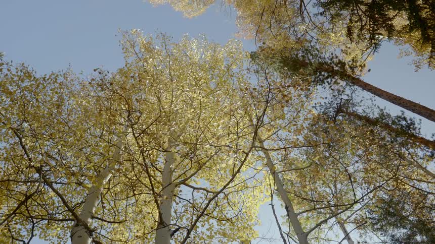 A worm eye view of a huge yellow tree