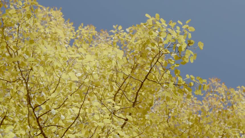 Golden leaves on overhead tree branches against clear blue sky