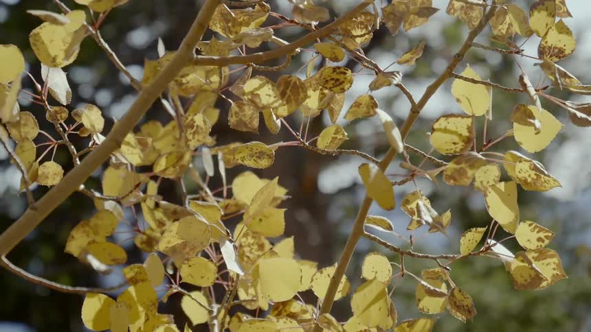 Yellow leaves on branches in the wind on a sunny day