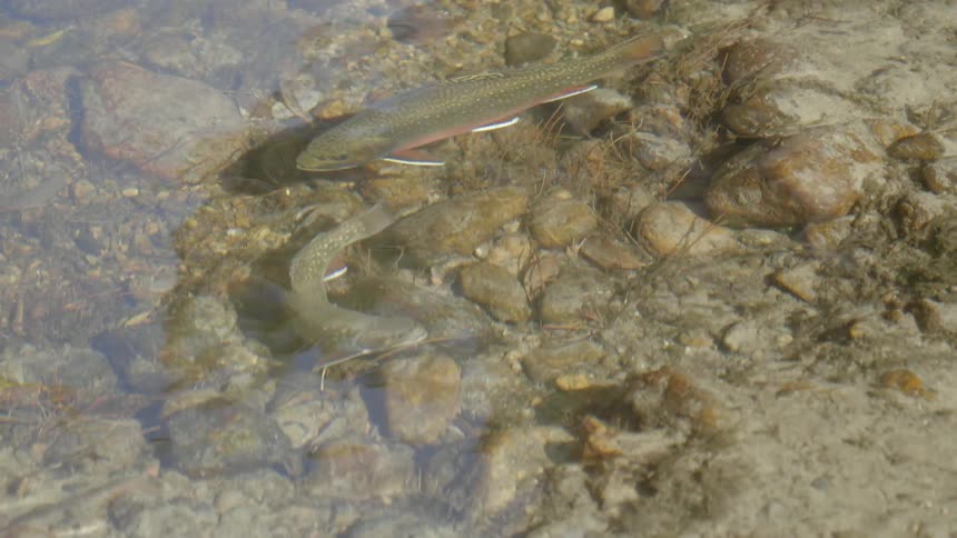 Fishes swim in the water