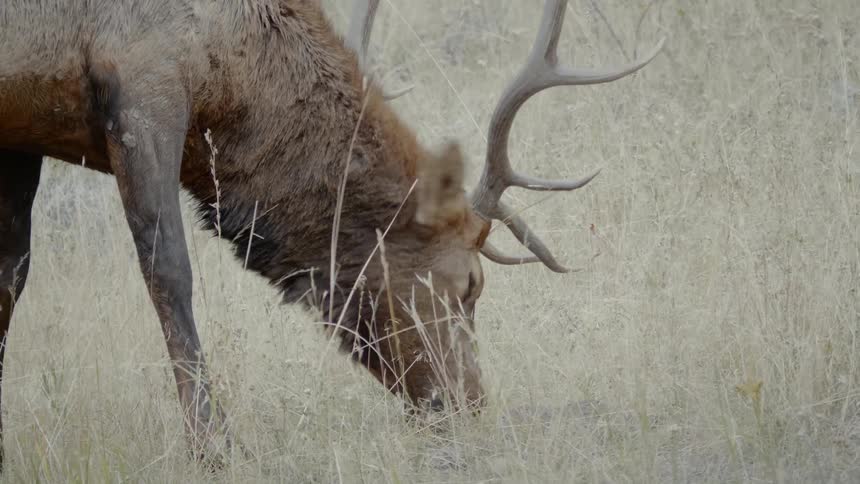 Elk with antlers eats the grass in a field