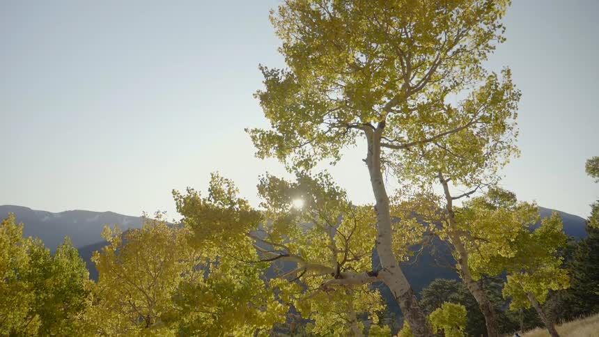 Yellow trees in fall bloom with hills in the distance