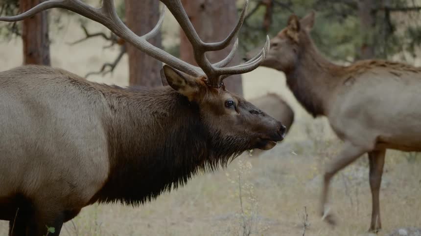 Bull elk watches female elk pass in field near conifer trees