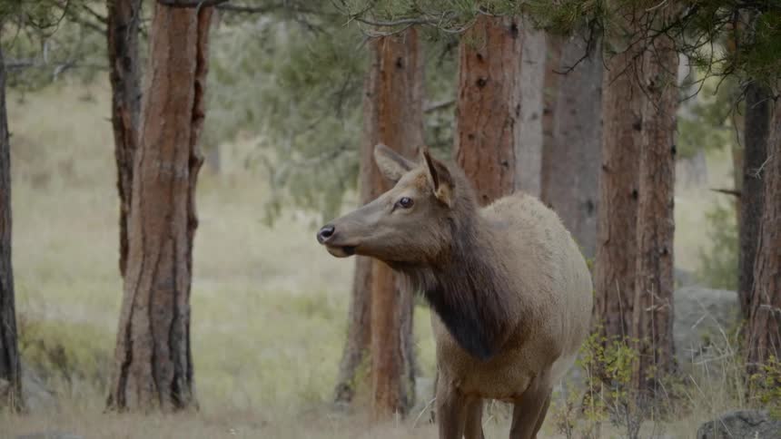 Elk chews while standing under pine trees