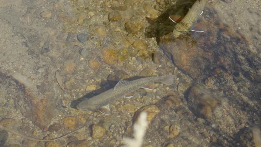A pair of fish swimming in a shallow stream