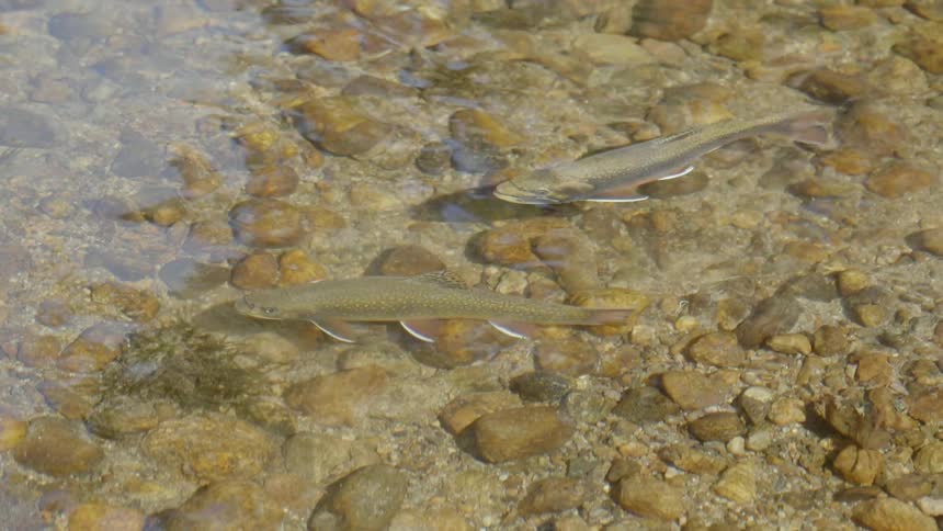 Fish are swimming in water