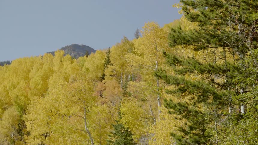 A scenery of bunch of trees in the forest