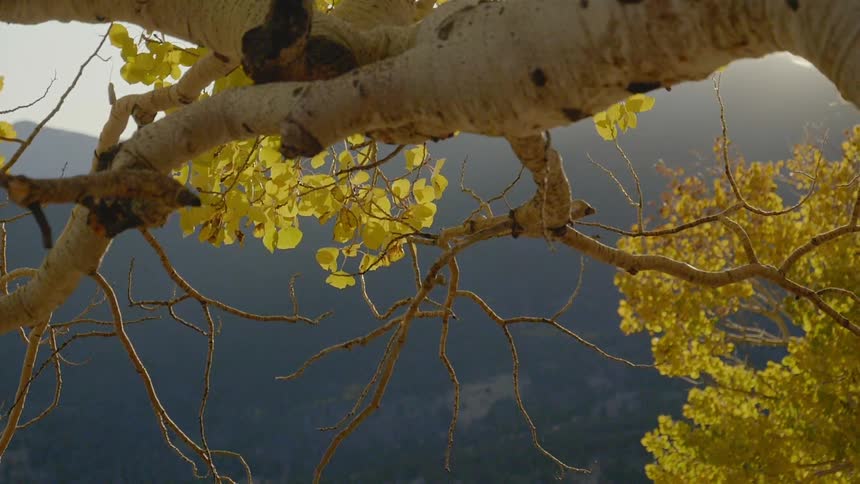 A tree with white bark and yellow leaves gently blowing in the breeze on top of a montain
