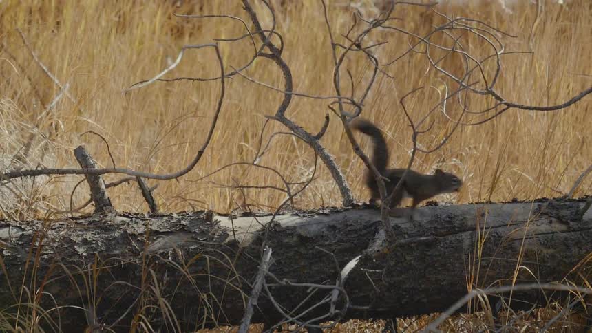 A squirrel races over a fallen tree