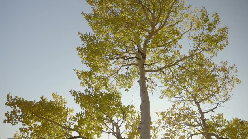 Green tall trees at sunrise