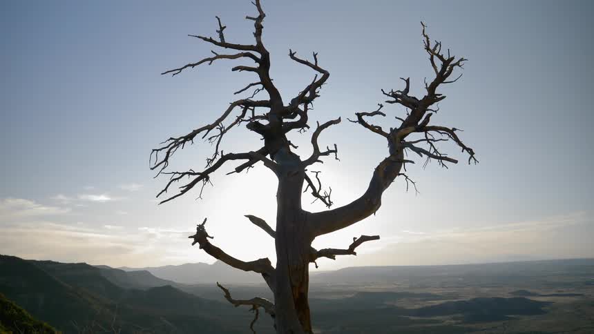 A dead tree sits still in a vast open valley under a blue cloudy sky