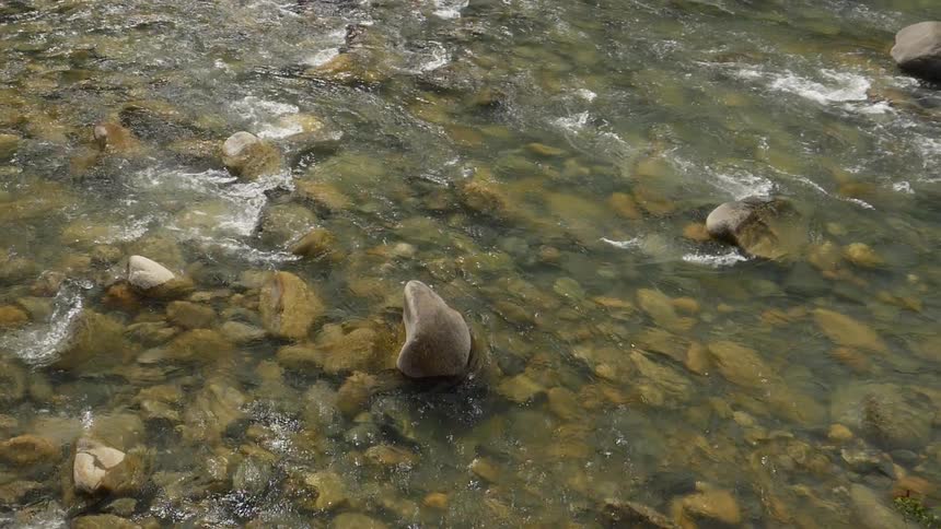 A shallow but wide river swiftly flows over a very rocky river bed in the middle of a forest