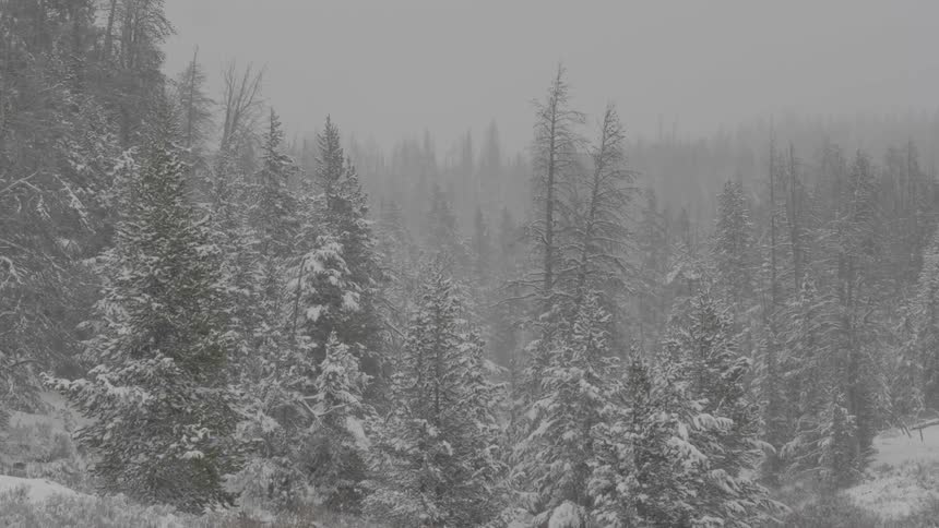 Snow falling and blowing in a forest