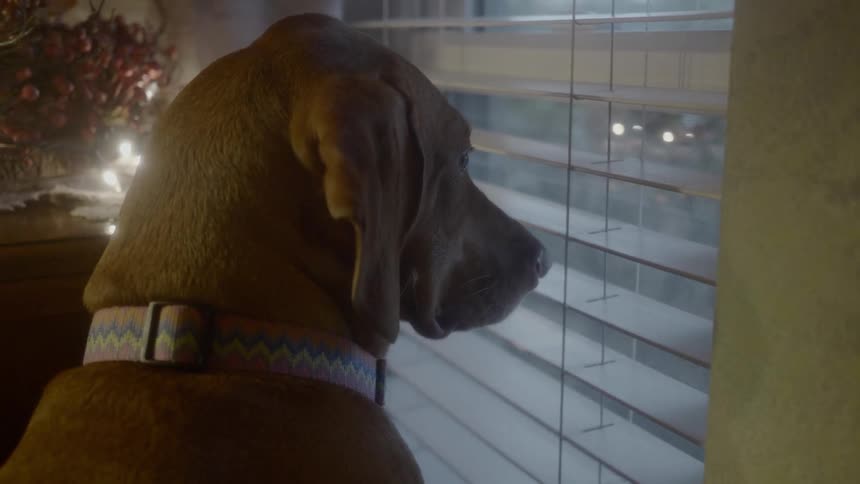 A dog looking out a window