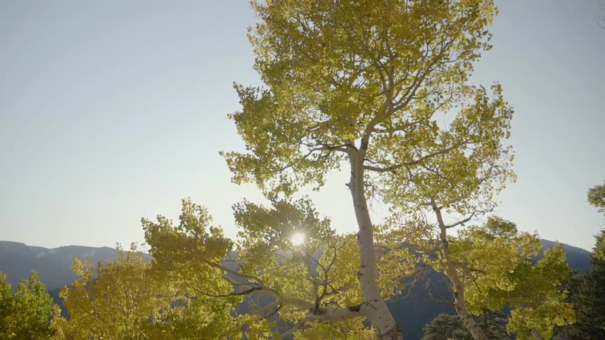 Tall green trees at sunset