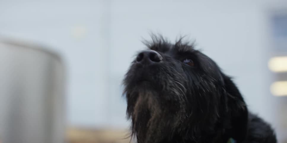 A dog is petted and licks its lips