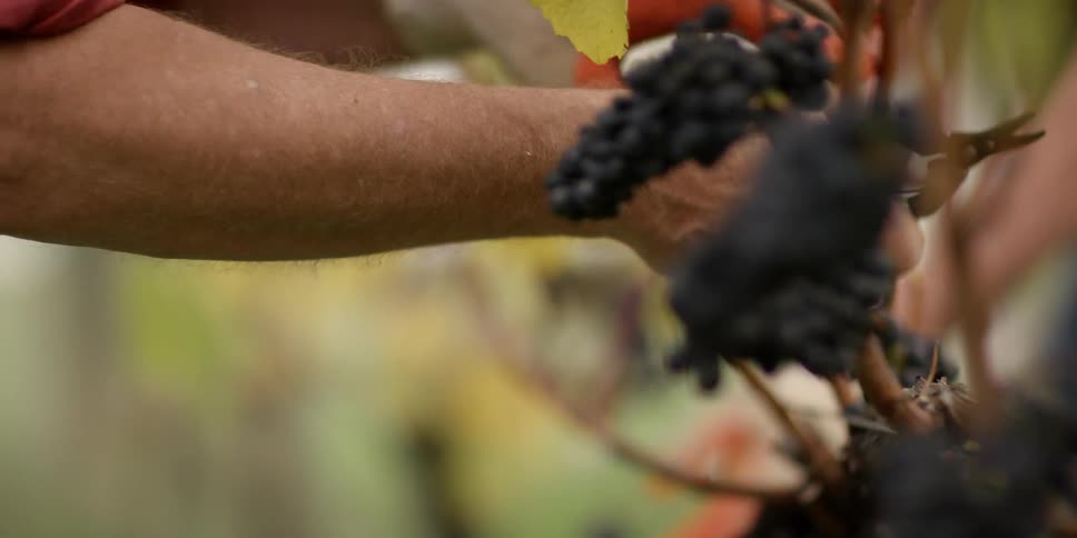 Grapes are picked from a vine