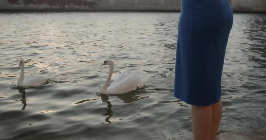 Pair of swans swimming by as a woman is standing nearby on a lake