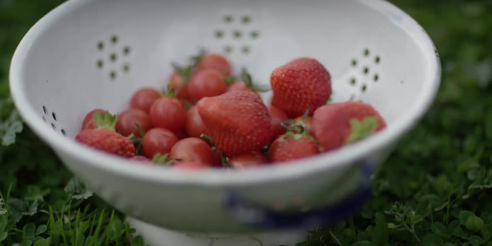 A white colander containing grape tomatoes and strawberries sits in green grass