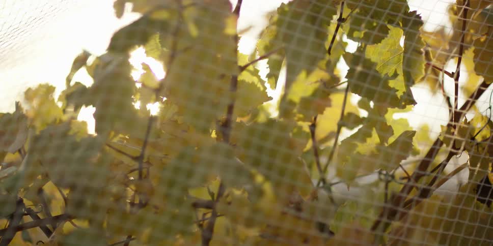 A fence is before a bush with yellow leaves on a sunny day