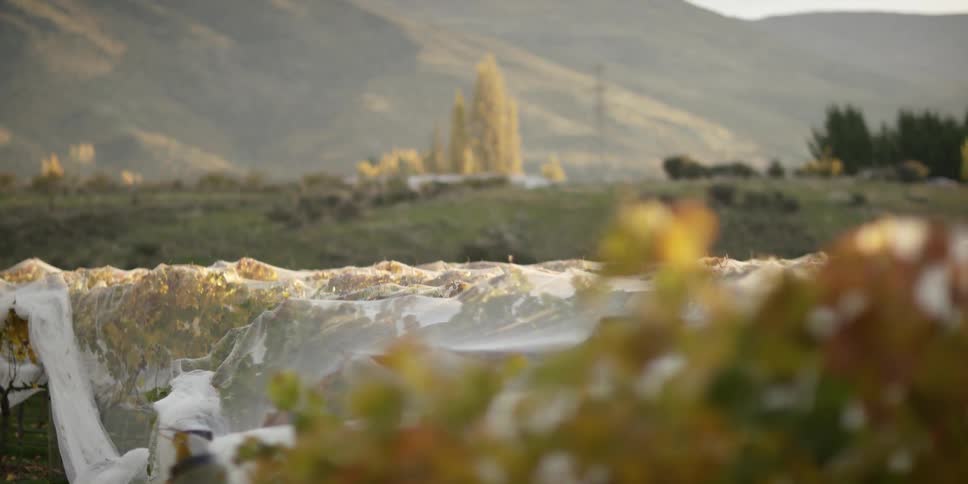 A sheet covers grapevines in a vineyard