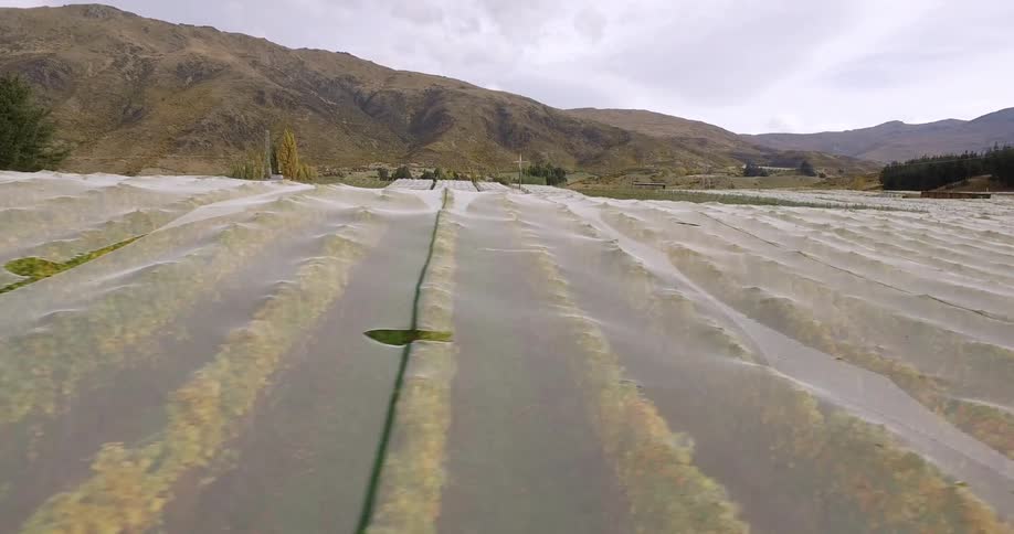 New Zealand Winery
