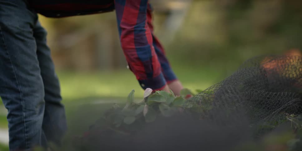 Person picking vegetables from bush
