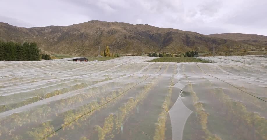 Rows of vines are protected by netting in a vineyard
