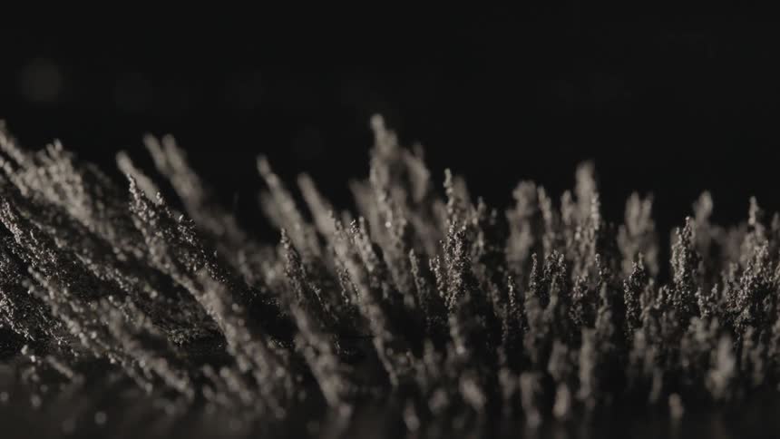 The wind blows causing plants to stand up
