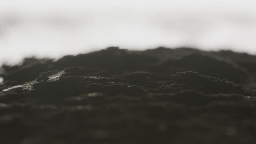 Time lapse of plants growing in a field