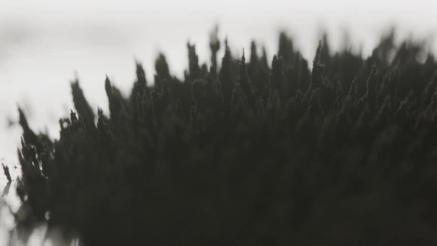 A black thorn erecting