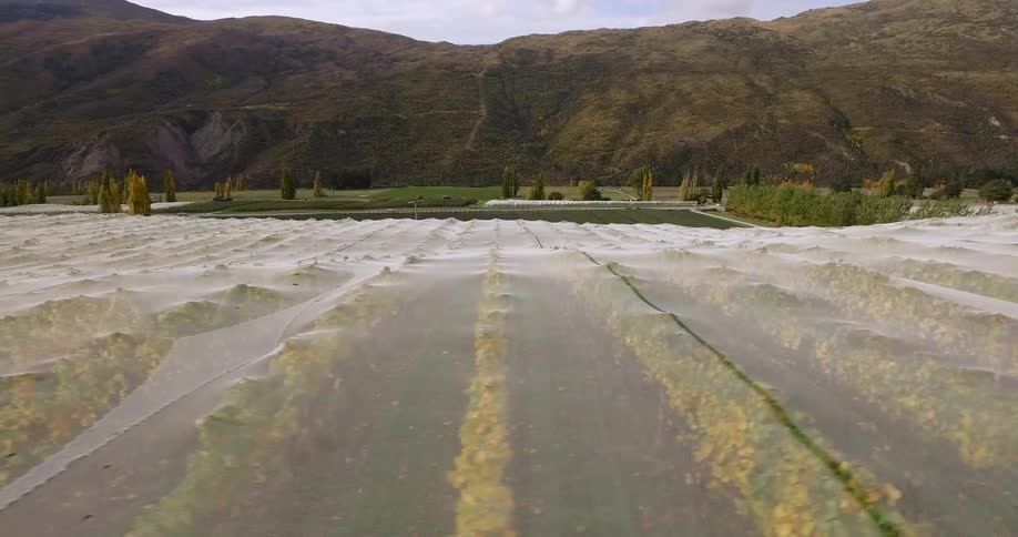 Covered tree farm as seen from above