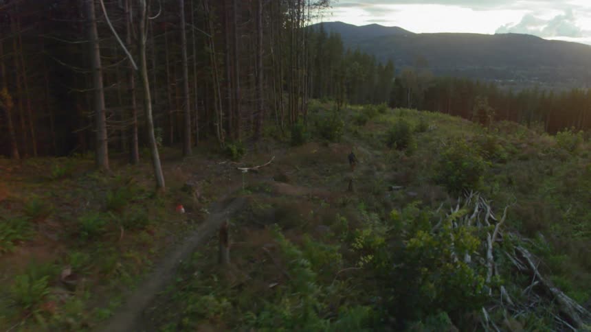 A mountain biker performs jumps on a trail between trees
