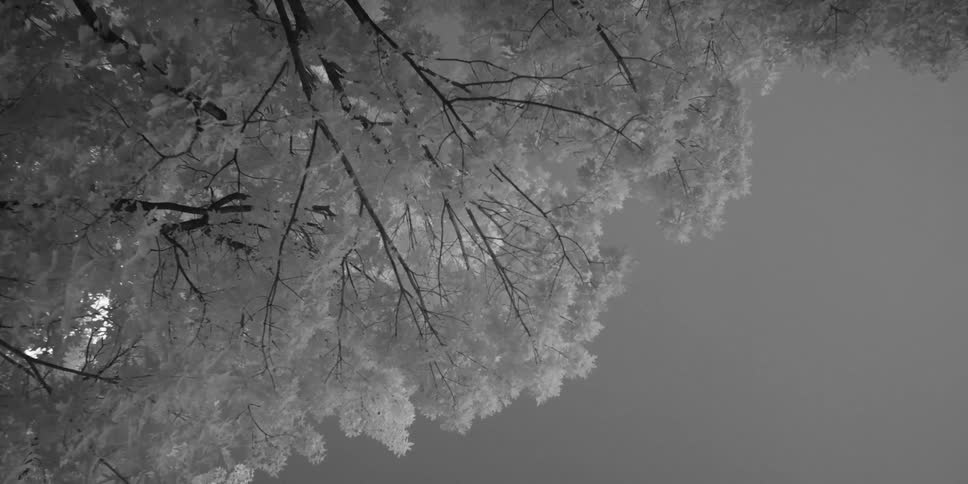 Trees with white leaves on a cloudy day