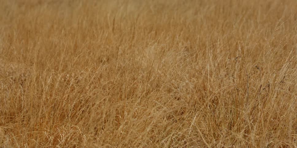 A grassland scenery