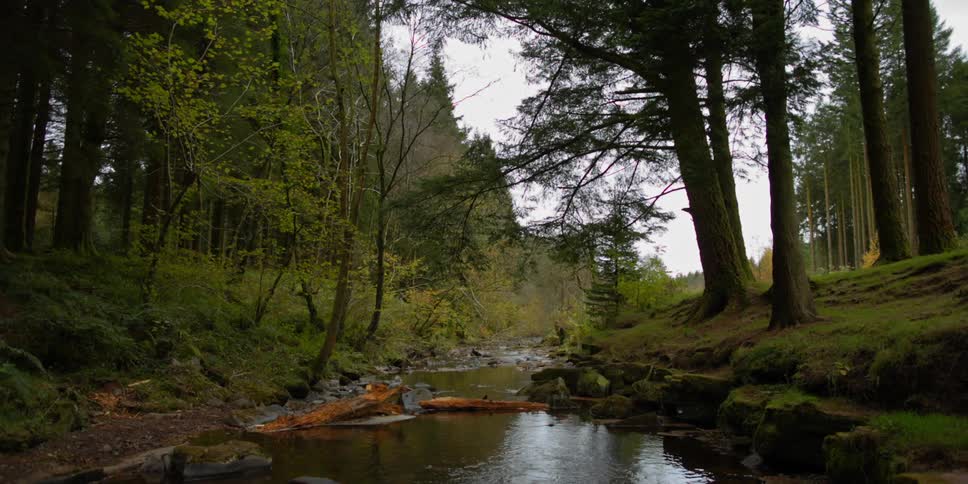 A stream trickles through a forest