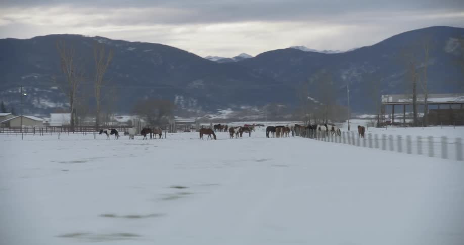 A pasture full of horses with mountains in the back