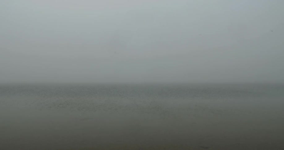 Birds fly over a field on a gray foggy day