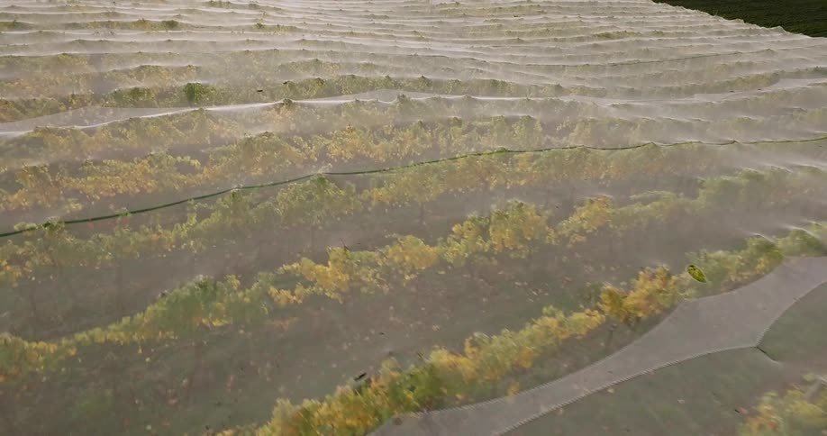 New Zealand Winery