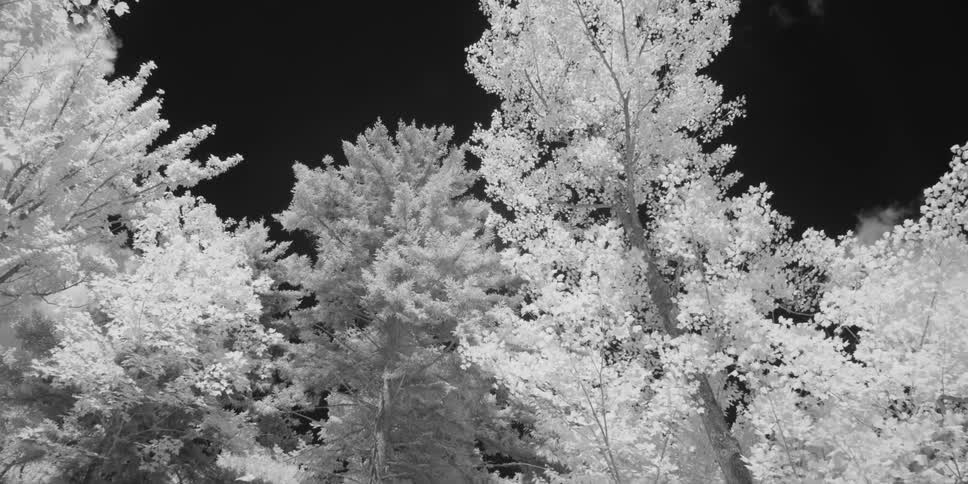 Trees looming above the viewer